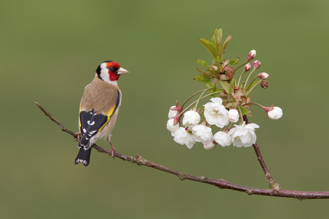 Goldfinch, Edward Fellowes