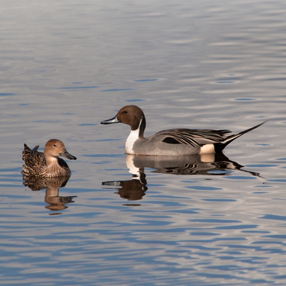 Pintail, Edmund Fellowes