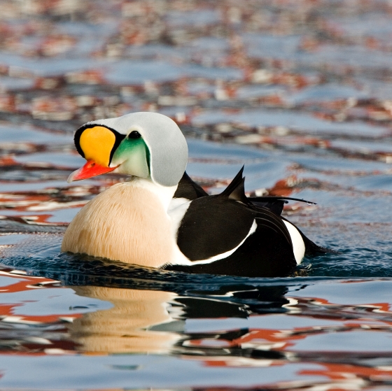 King Eider, Chris Knights