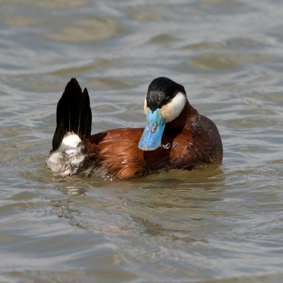 Ruddy Duck, Chris Knights