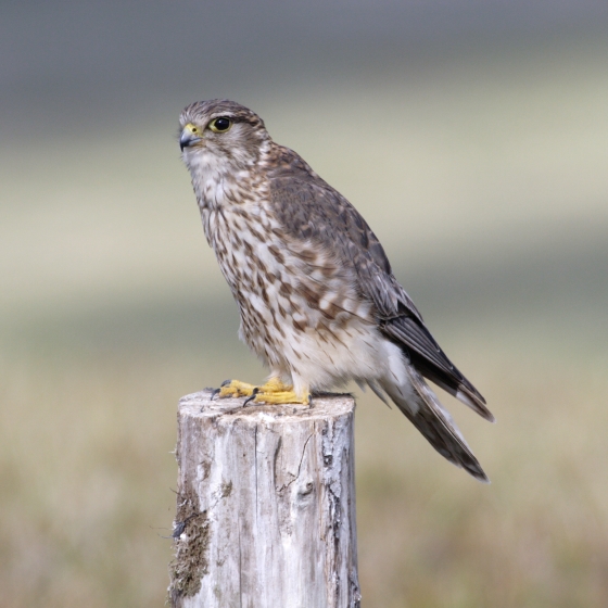 Merlin, John Proudlock
