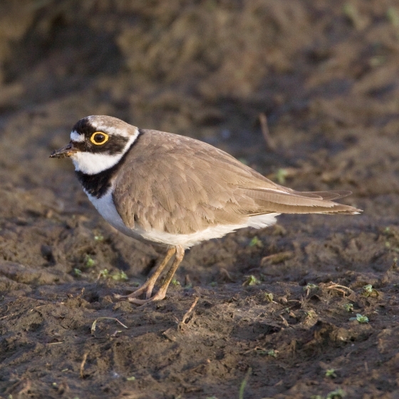 Little Ringed Plover, Liz Cutting