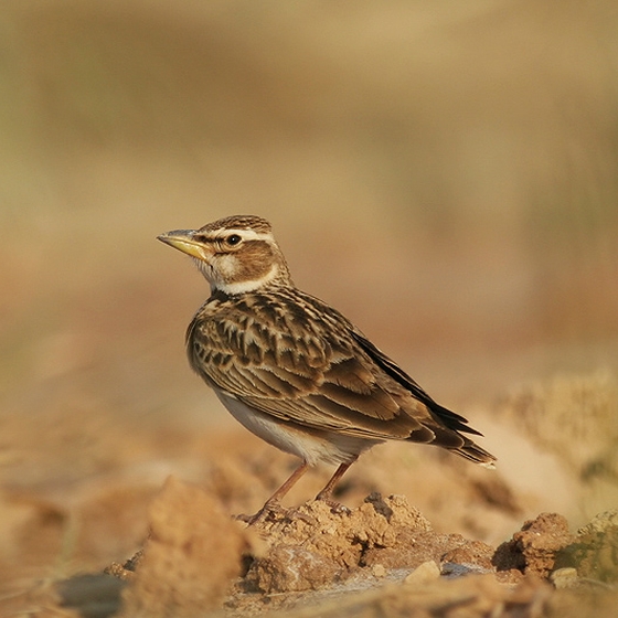 Bimaculated Lark, Yoav Perlman