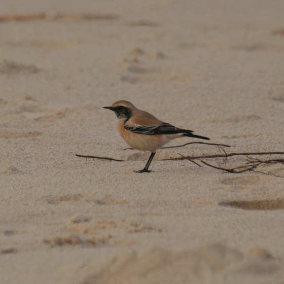 Desert Wheatear, Scott Mayson