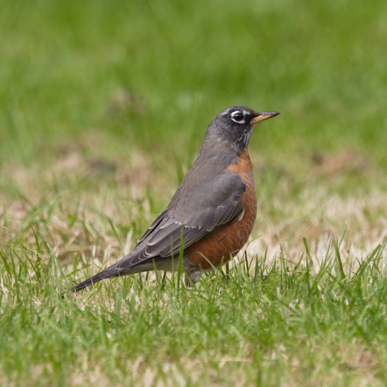 American Robin, Callum Macgregor