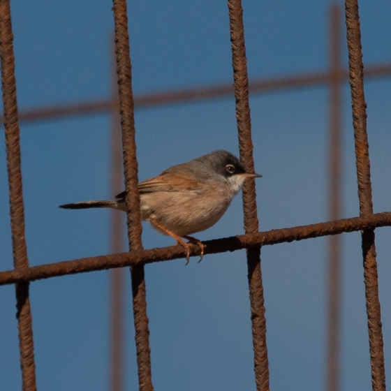 Spectacled Warbler, Philipp Boersch-Supan
