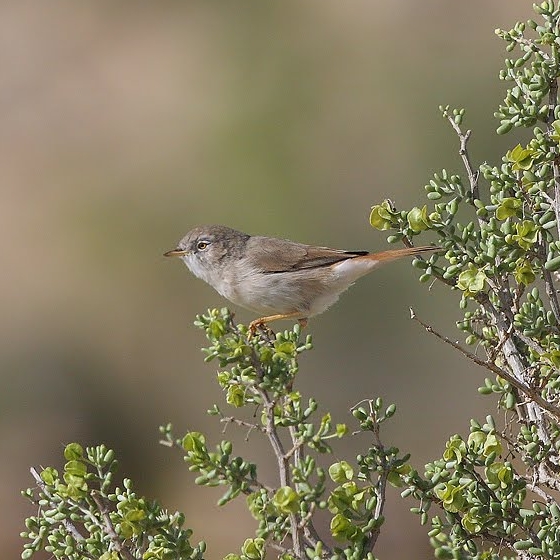 Asian Desert Warbler, Yoav Perlman