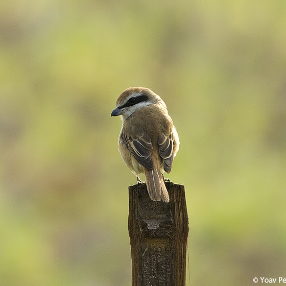 Brown Shrike, Yoav Perlman