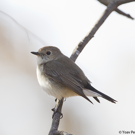 Taiga Flycatcher, Yoav Perlman