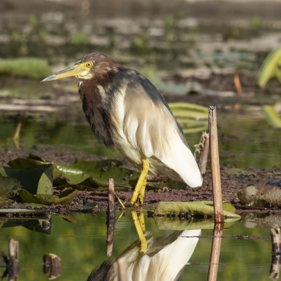 Chinese Pond Heron, Yoav Perlman