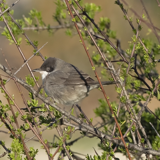 Eastern Orphean Warbler, Yoav Perlman