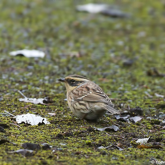 Siberian Accentor, Yoav Perlman