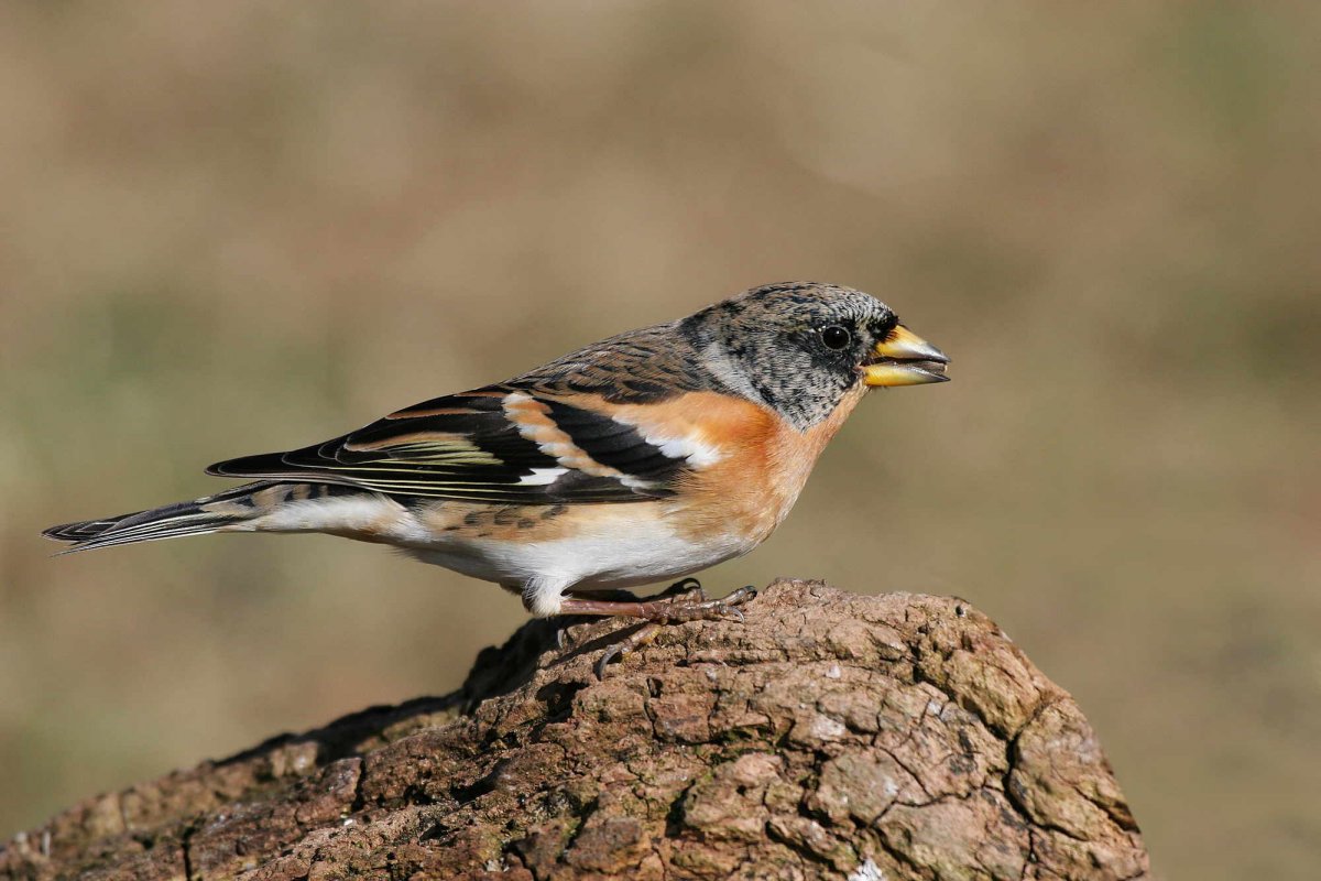 Brambling, photograph by Jill Pakenham