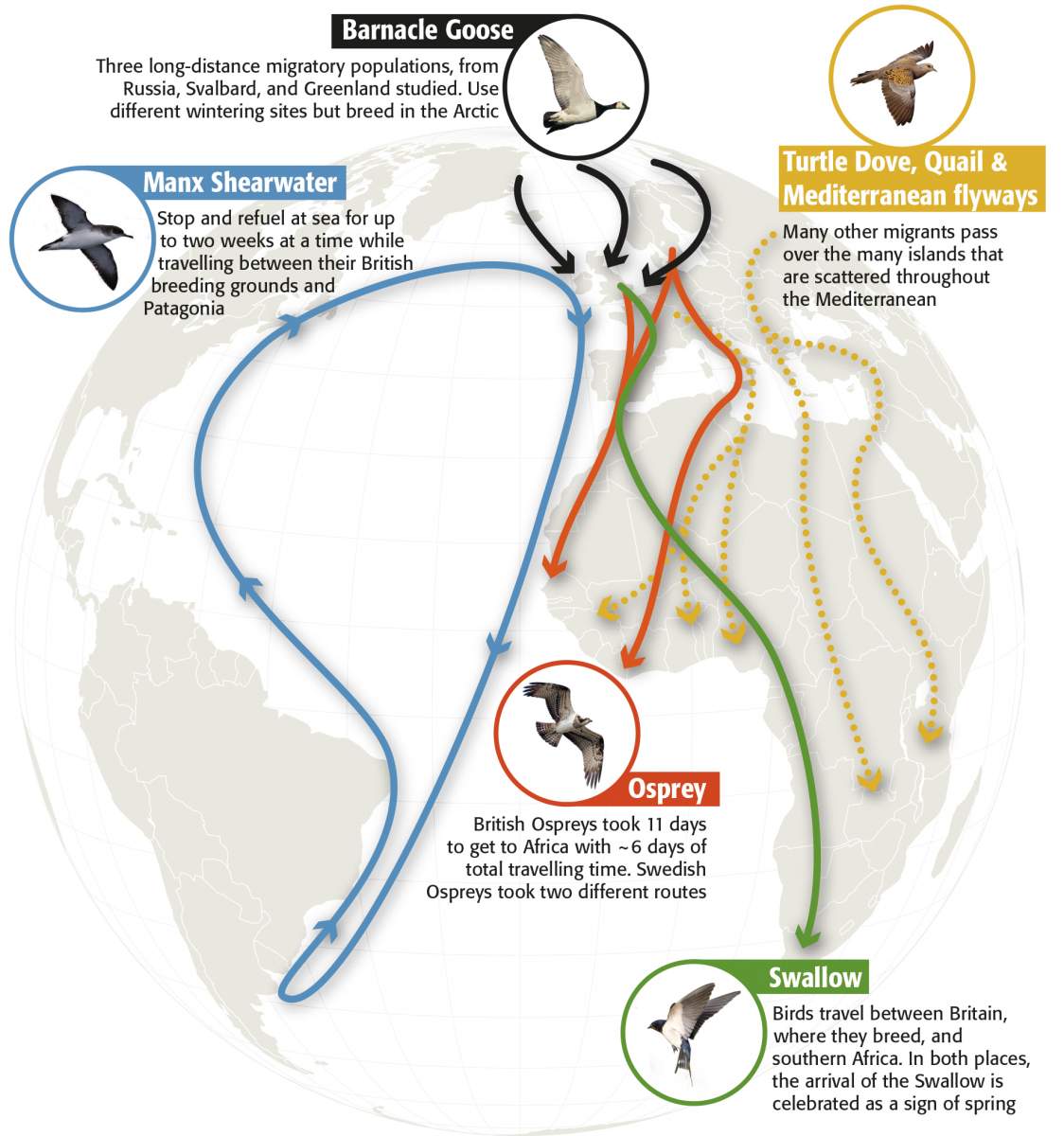 Migration map. Infographic by Nigel Hawtin. Migration map. Infographic by Nigel Hawtin.