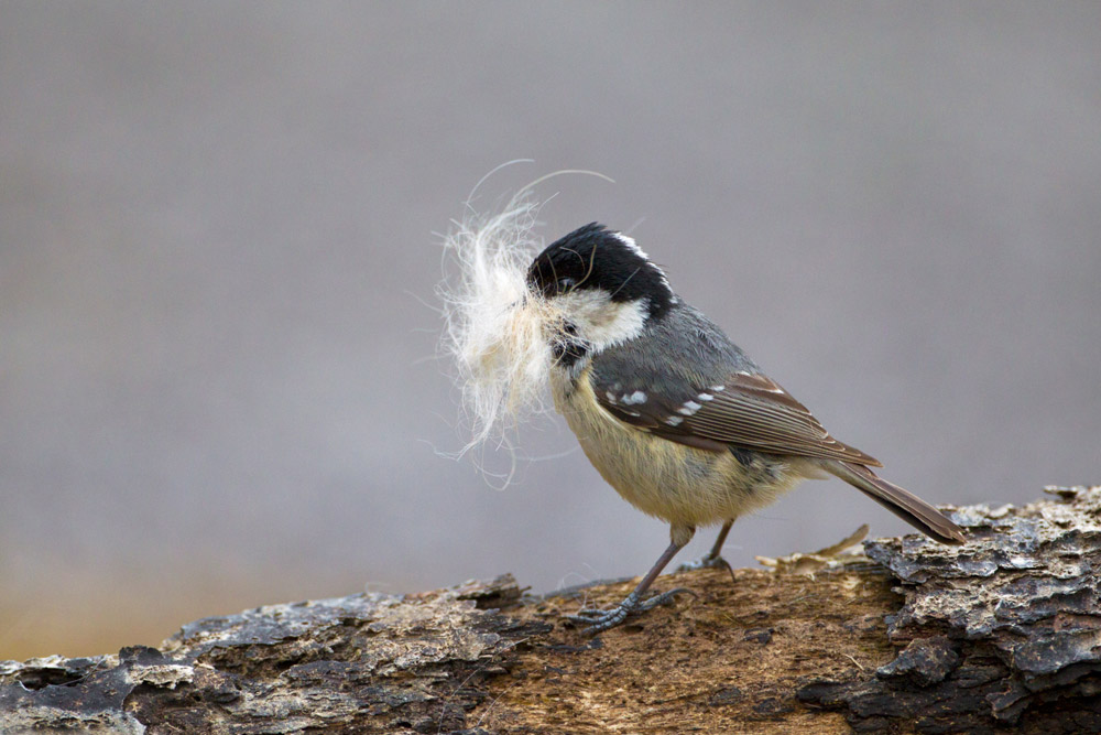 Coal Tit, by Edmund Fellowes / BTO
