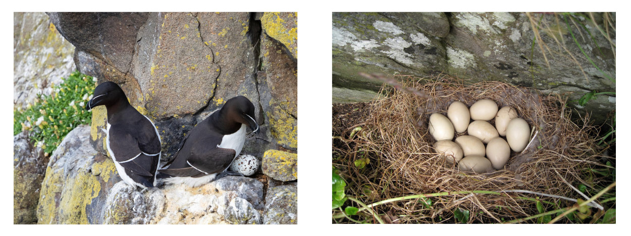 Left: Razorbill pair with a single egg. Right: Merganser nest with ten eggs. Different species lay different numbers of eggs.