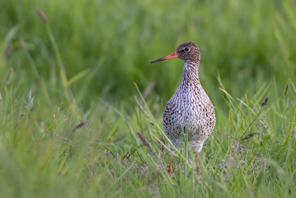 Redshank by Liz Cutting