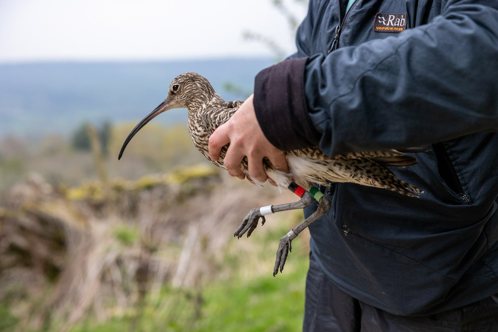 Ringed Curlew, by Rich Bunce