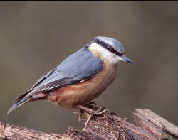 Nuthatch by Chris Bradley