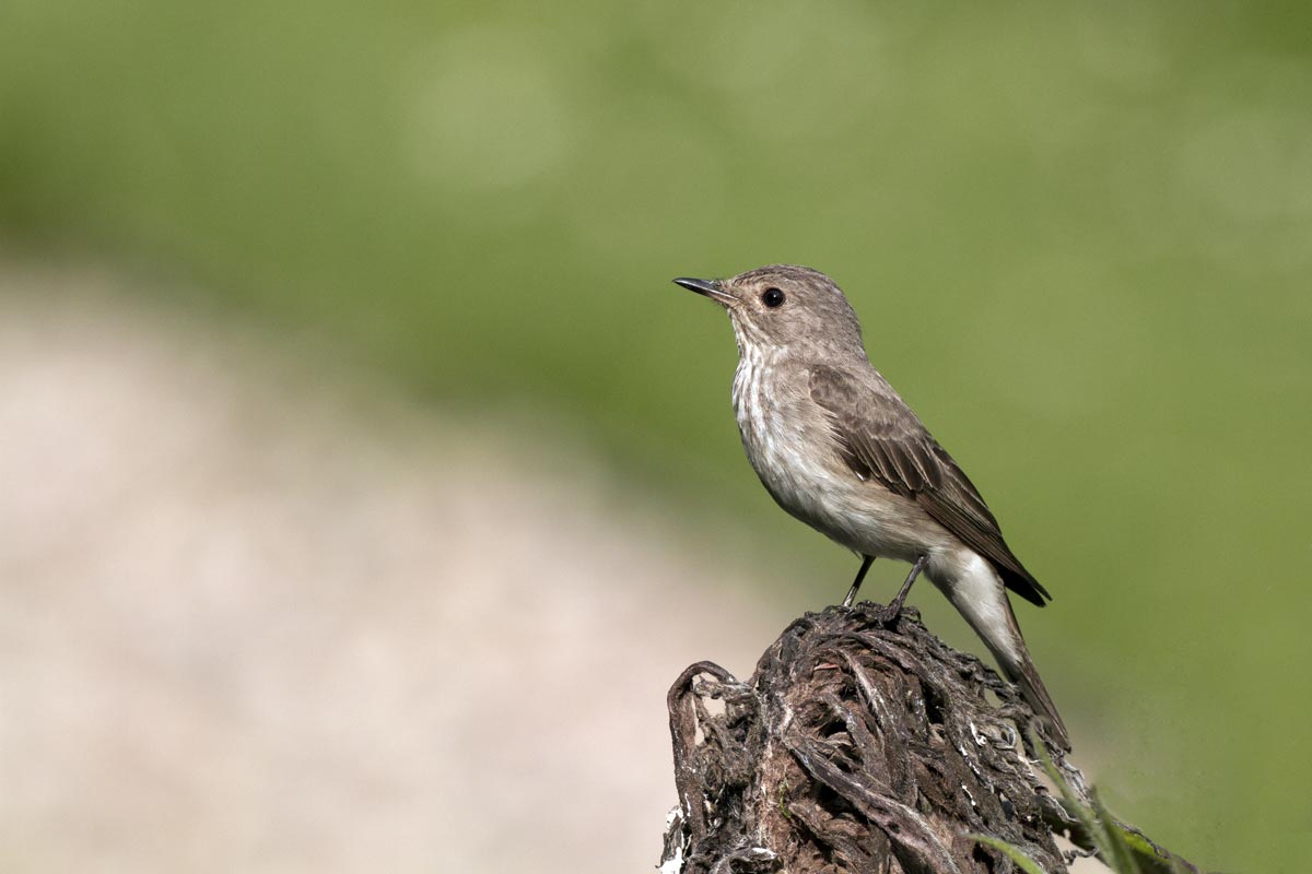 Spotted Flycatcher. Photograph by John Harding