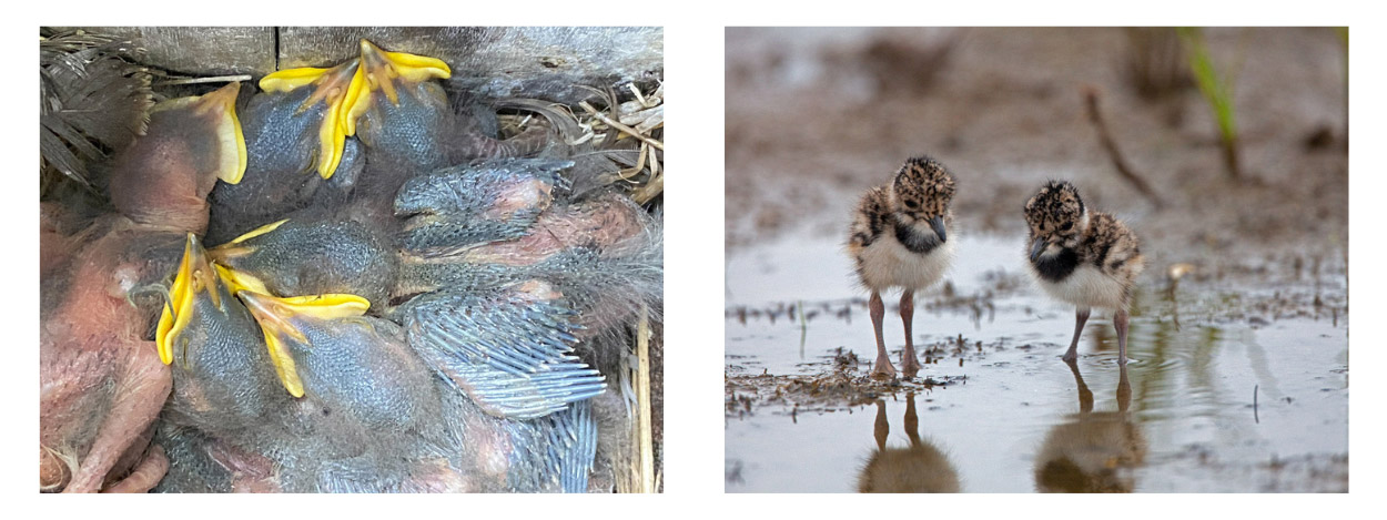 Starling chicks are altricial; Lapwing chicks are semi-precocial. (Hugh Insley; Chris Knights) Starling chicks are altricial; Lapwing chicks are semi-precocial.
