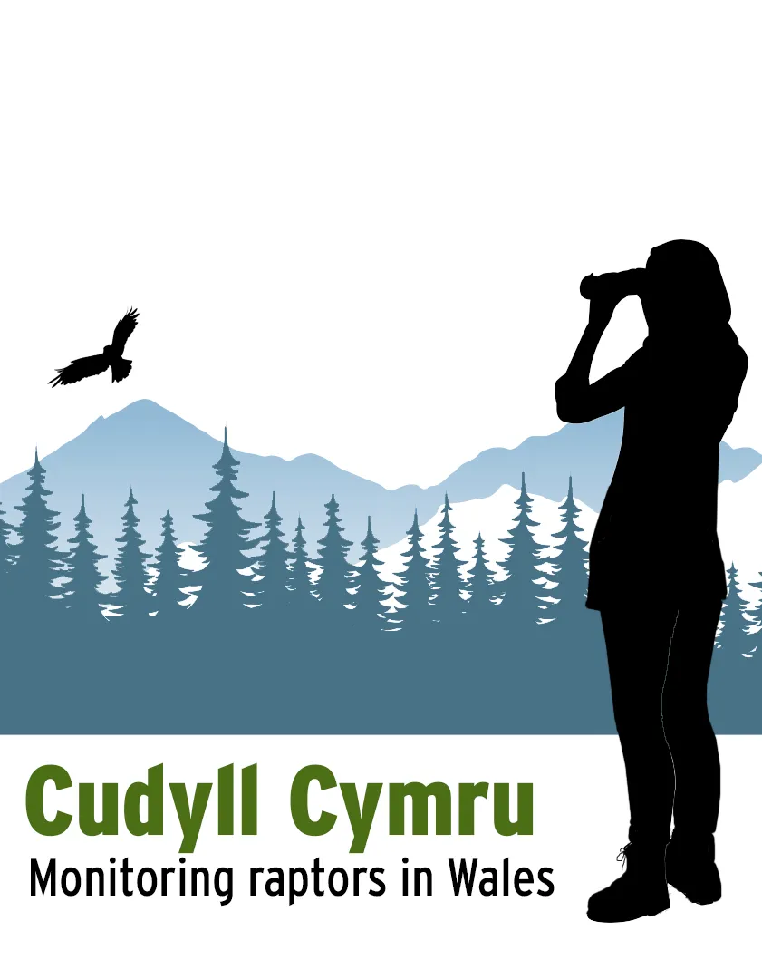 Help us monitor Welsh raptors – take part in Cudyll Cymru