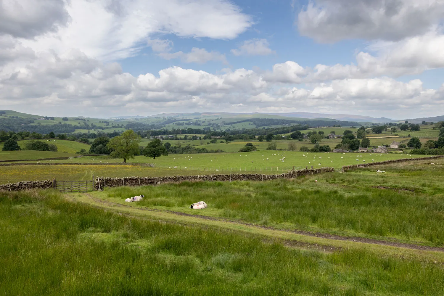 Pasture in the Yorkshire Dales, by Rich Bunce / Walking Photographer