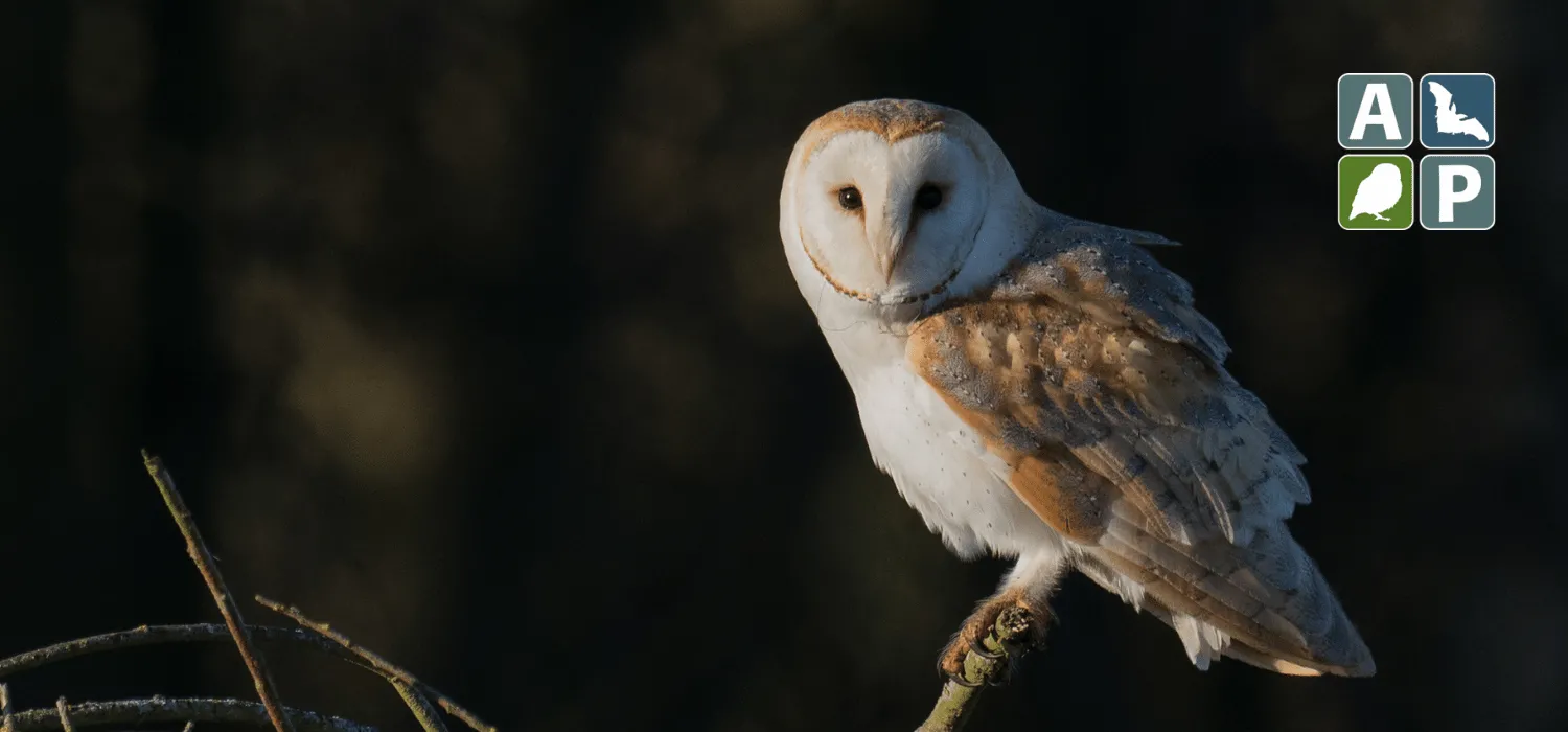 Barn Owl, by Liz Cutting / BTO