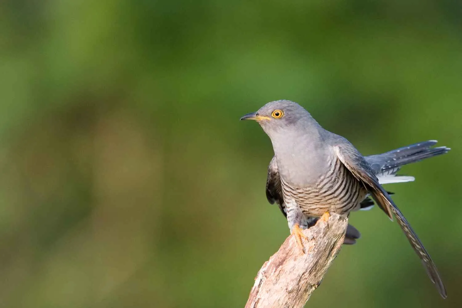 Cuckoo, by Chris Knights / BTO