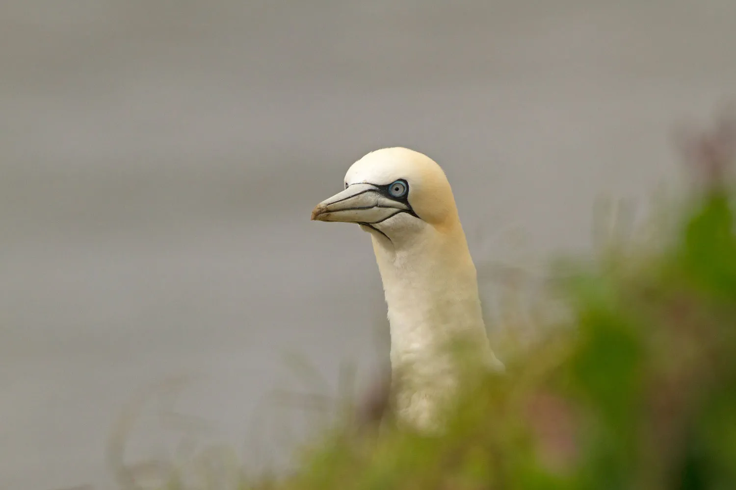 Gannet, by Sarah Kelman / BTO