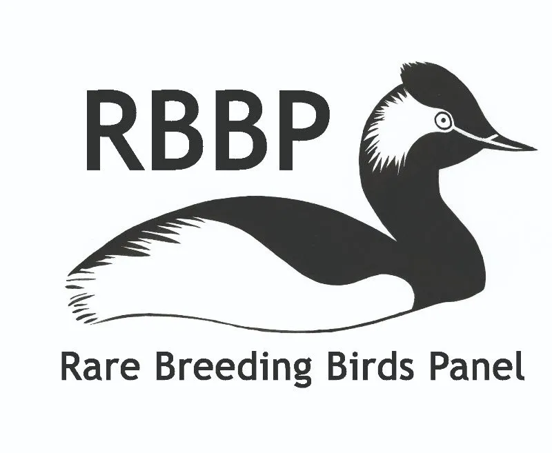             
  RBBP
    