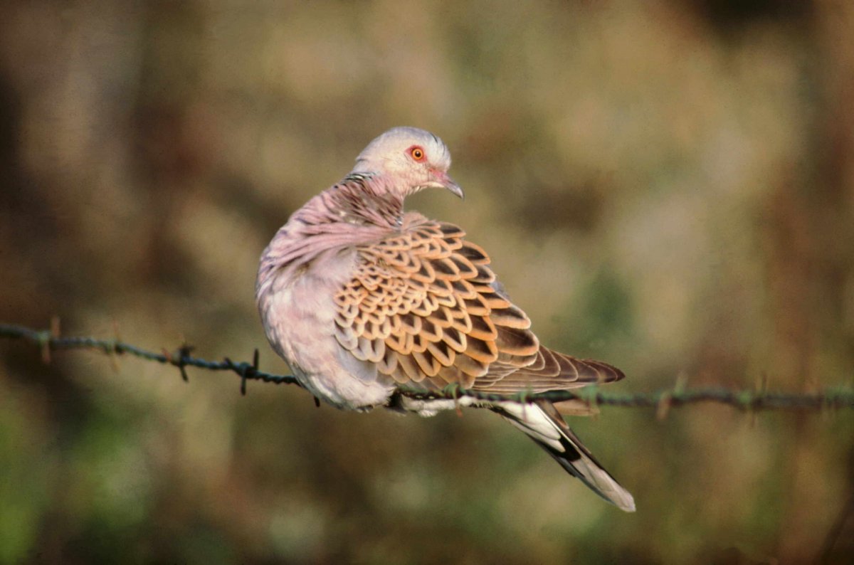 Turtle Dove by Mike Weston