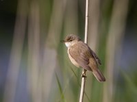 Reed Warbler. Photograph by Liz Cutting