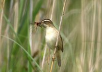 Sedge Warbler with food. Photograph by John Dunn