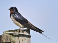 Swallow. Photograph by Moss Taylor