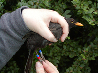 Homer the Blackbird