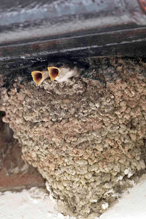 Young House Martins, by John Harding