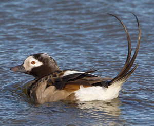Long-tailed Duck by Edmund Fellowes