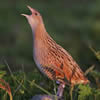 Corncrake by Jill Pakenham
