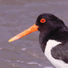 Oystercatcher by John Harding