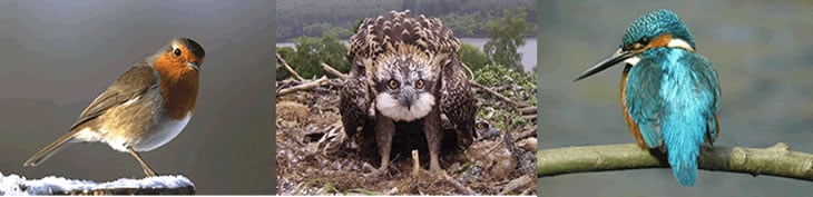 Robin by Jill Packenham, Osprey by Jon Brain, Kingfisher by John Harding