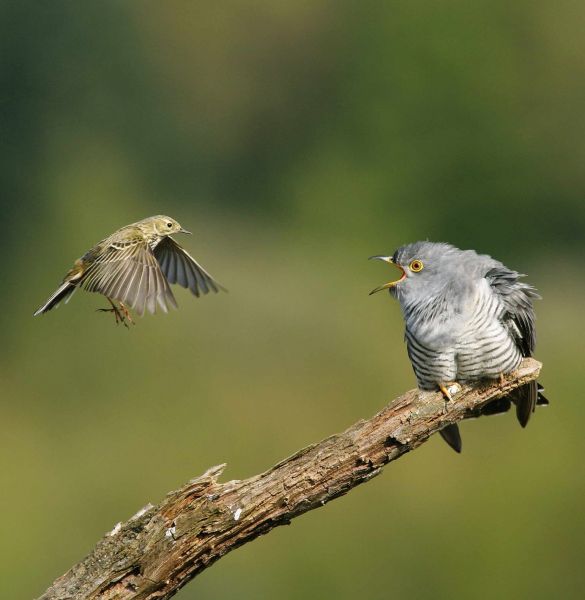 Cuckoo mobbed by Meadow Pipit by Edmund Fellowes Cuckoo mobbed by Meadow Pipit by Edmund Fellowes