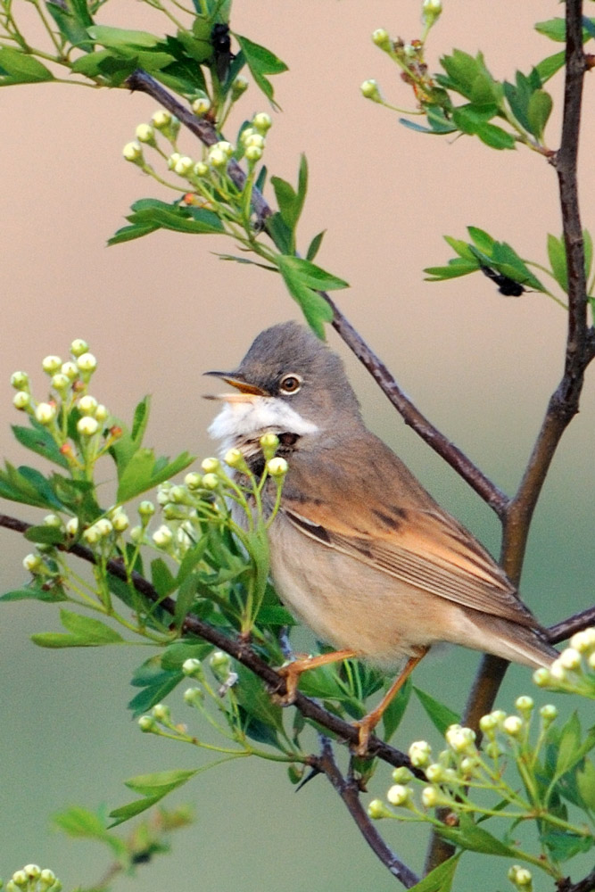 Whitethroat, by Amy Lewis / BTO